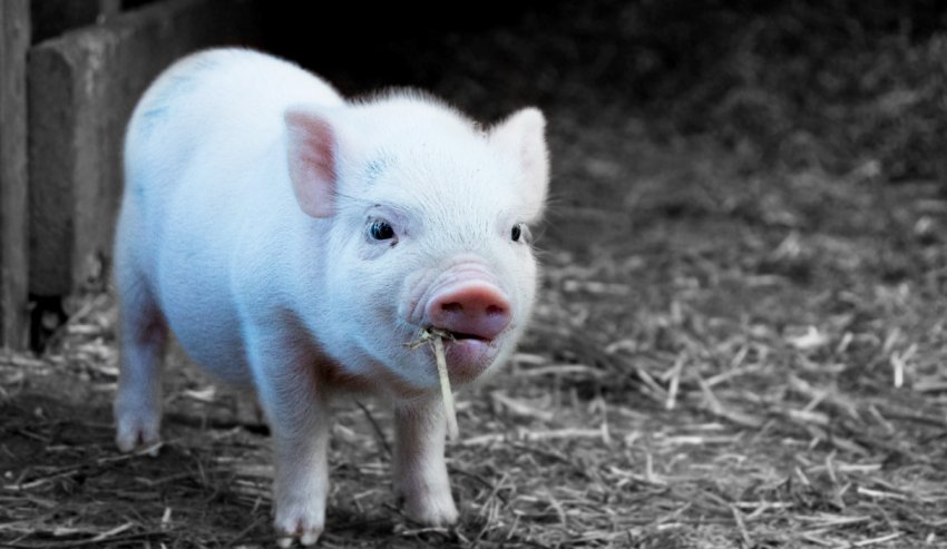 Польща повідомила про масштабну спалаху АЧС Польща повідомила про масштабну спалаху АЧС