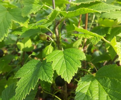 Закручуються листя смородини: що робити, чим обробити