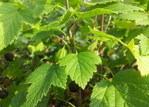 Закручуються листя смородини: що робити, чим обробити