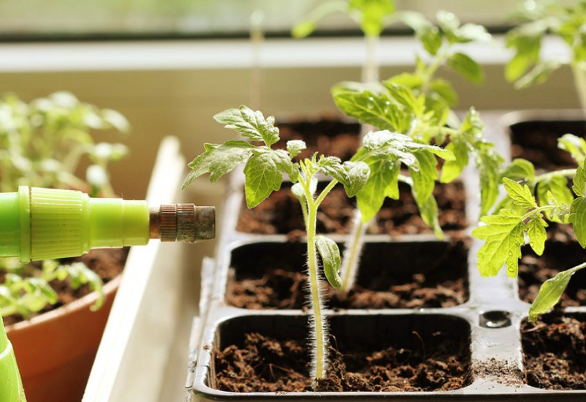 Догляд за розсадою