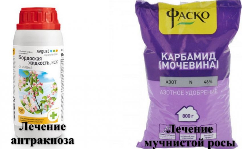 У смородины свернулись листочки. 109461.pv8pco.850. У смородины свернулись листочки фото. У смородины свернулись листочки-109461.pv8pco.850. картинка У смородины свернулись листочки. картинка 109461.pv8pco.850. Если на кустах смородины некоторые листья вдруг скрутились в трубочку или свернулись в комочек, значит, там поселились личинки вредителей. При разворачивании листа становится понятно, какое насекомое там спряталось.