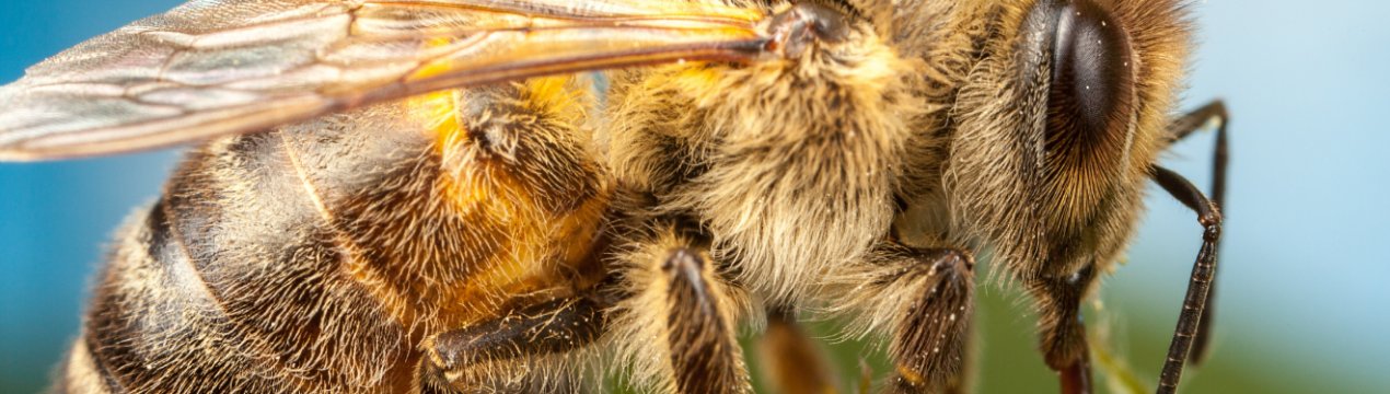 Херсонські пасічники зацікавилися диджитализацией бджільництва