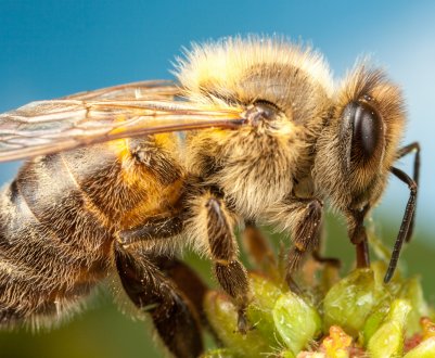 Херсонські пасічники зацікавилися диджитализацией бджільництва