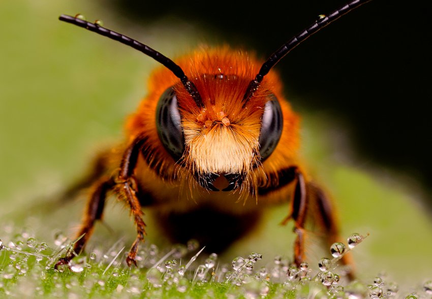 Херсонські пасічники зацікавилися диджитализацией бджільництва