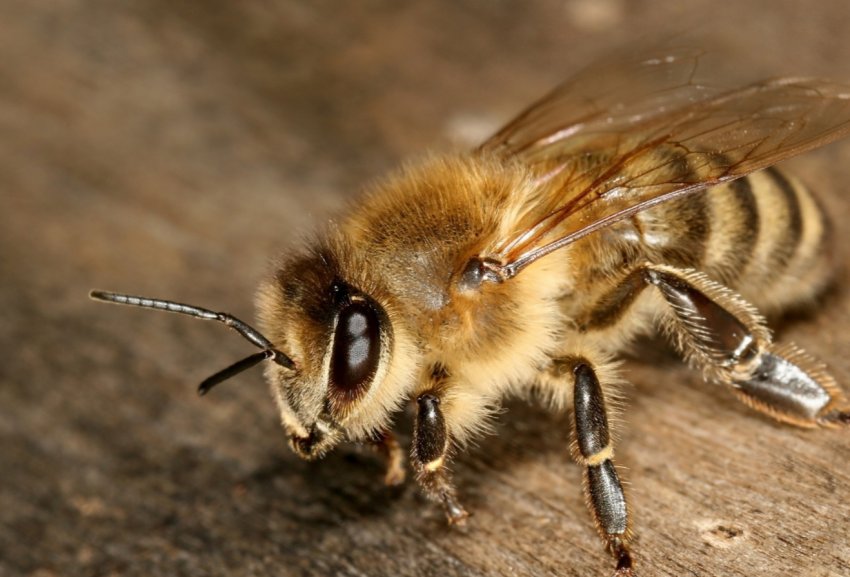 Херсонські пасічники зацікавилися диджитализацией бджільництва