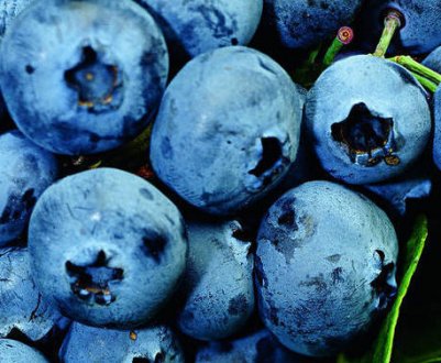 Лохина Блюрей: характеристика сорту і тонкощі вирощування