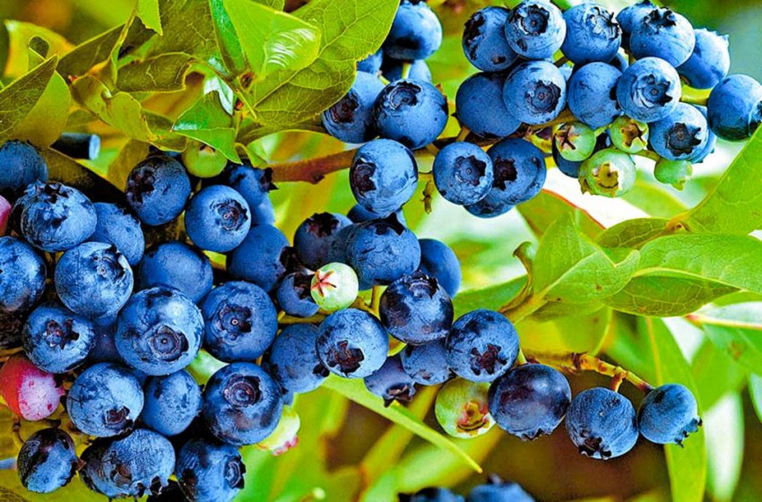 Лохина сорти Блюрей