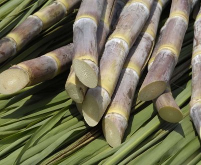 У бюджеті Індії немає коштів для реформування сільського господарства