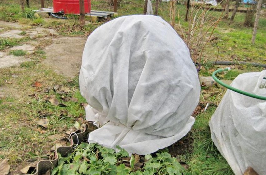 Укриття лохини на зиму