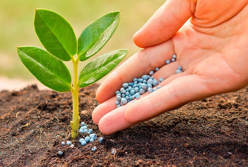 В Рівненській області досі не утилізовані ЗЗР часів СРСР