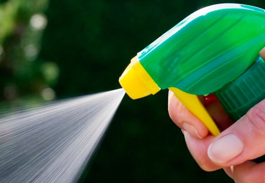 Боротьба з хворобами і шкідниками лохини