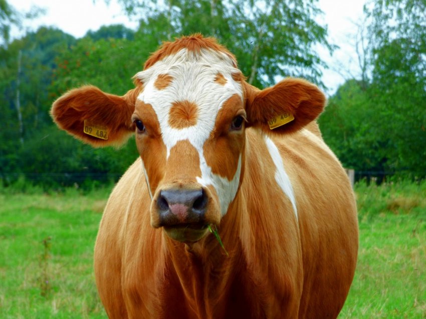 Забайкальських корів вразив небезпечний карбункул Забайкальських корів вразив небезпечний карбункул