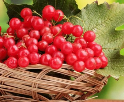 Калина: користь і шкода для здоров'я