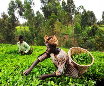 Африка має величезний невикористаний потенціал для ведення сільського господарства