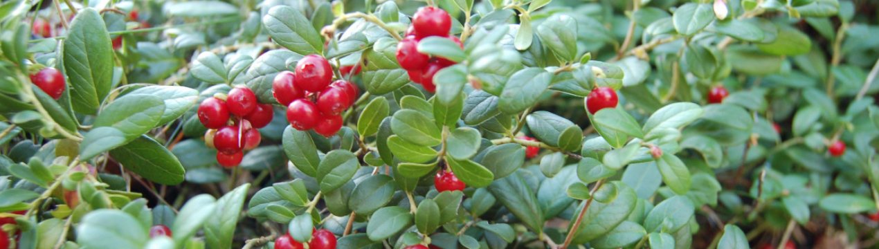 Брусниця садова: особливості вирощування та догляду