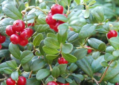 Брусниця садова: особливості вирощування та догляду