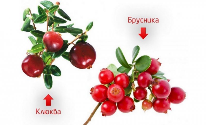 Брусниця і журавлина