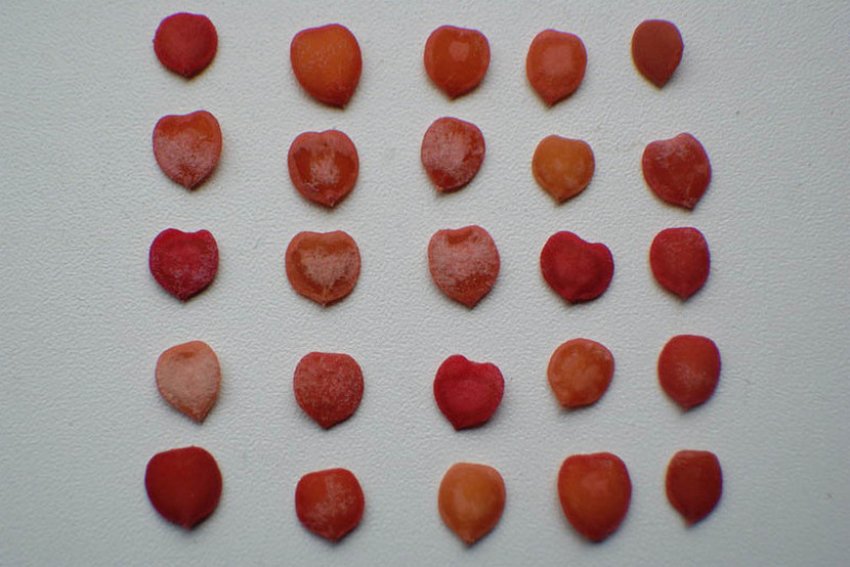 Кісточки калини