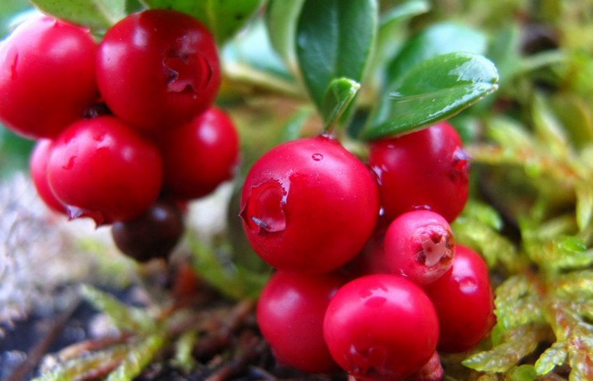 Сорт брусниці Корал