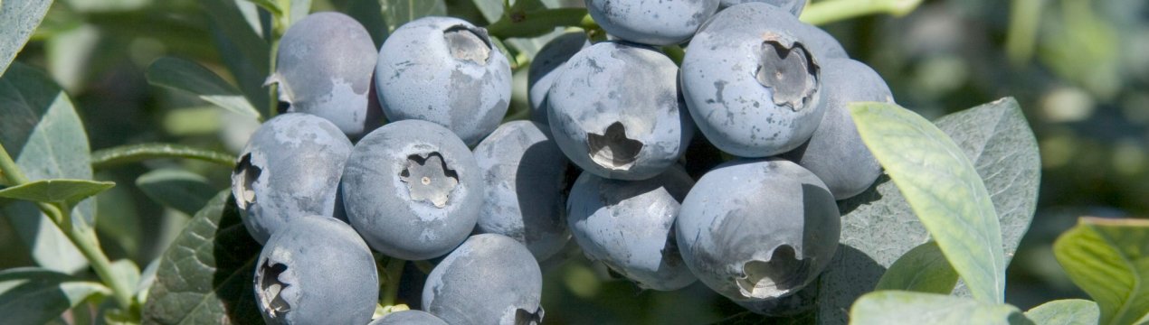 Лохина Бригіта Блю