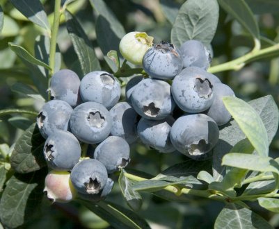 Лохина Бригіта Блю