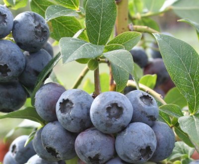 Лохина Ханна Чойс: характеристика сорту і тонкощі вирощування