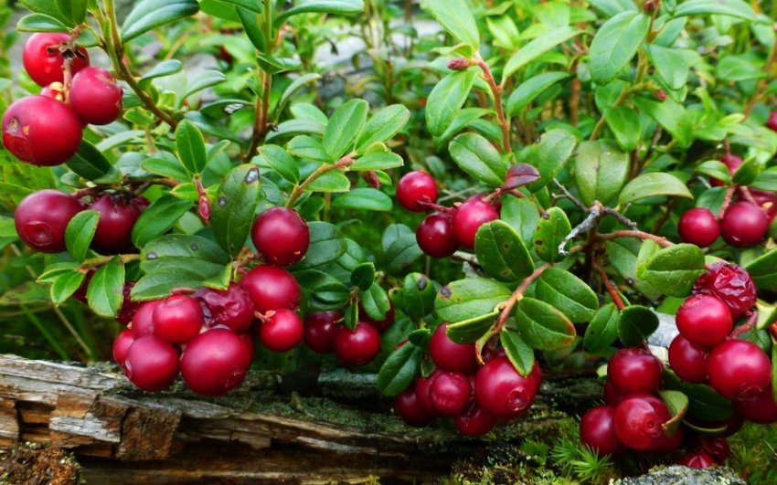 Брусниця Рубін