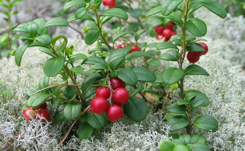 Брусниця Ліннея