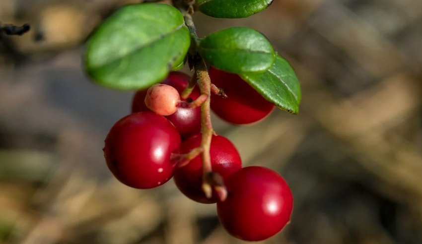 Брусниця Костромичка