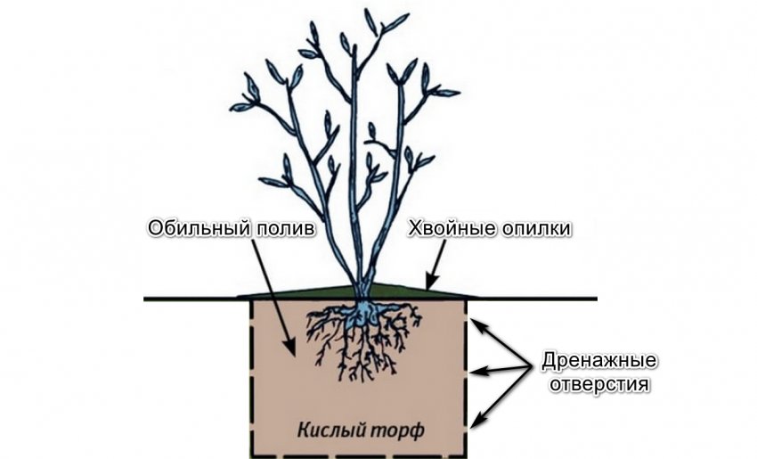 Посадка лохини Посадка лохини