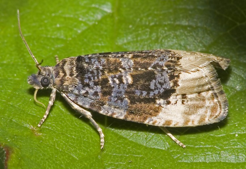 Листовійка