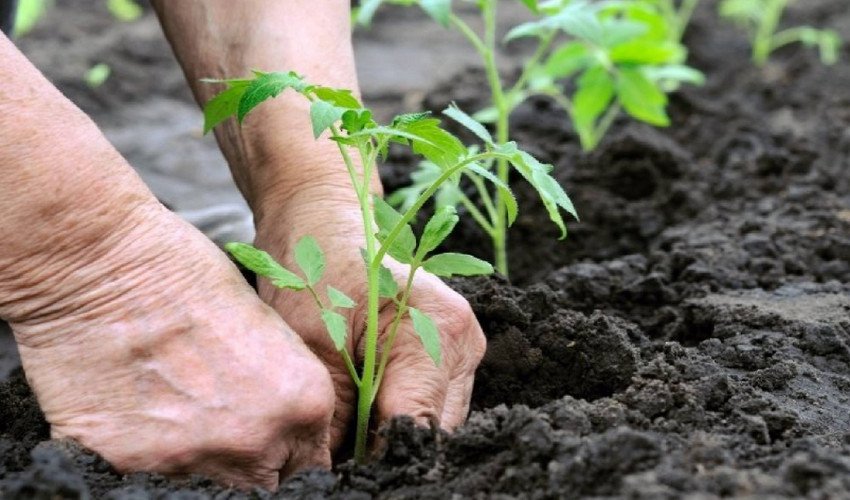 Висадка Висадка