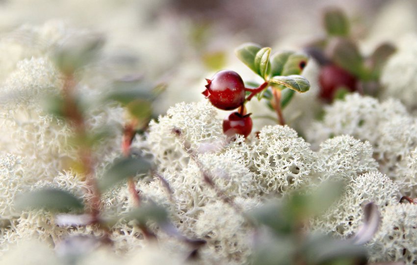 Брусниця в Тундрі