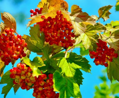 Розмноження калини Звичайної