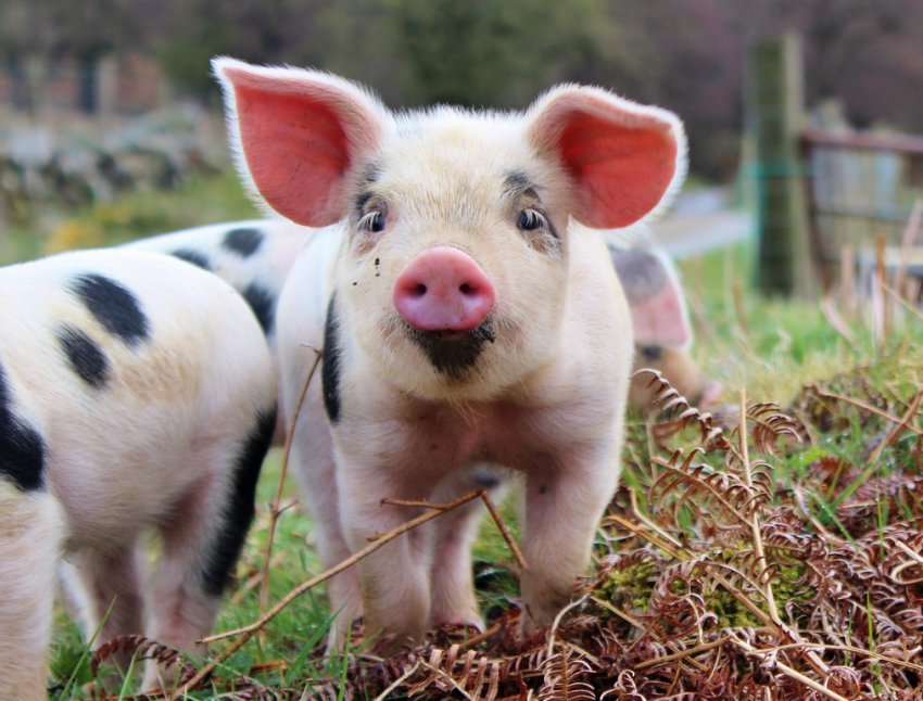 В Тернопільській області новий випадок АЧС