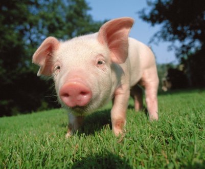 У Тернопільській області новий випадок АЧС