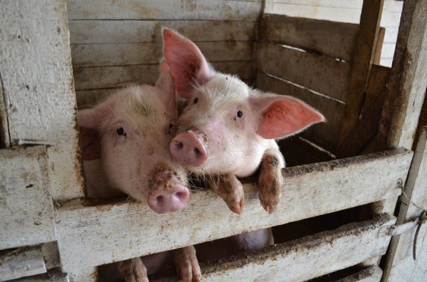 В Тернопільській області новий випадок АЧС