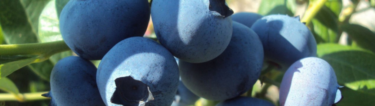 Лохина Эрлиблю: характеристика сорту і тонкощі вирощування