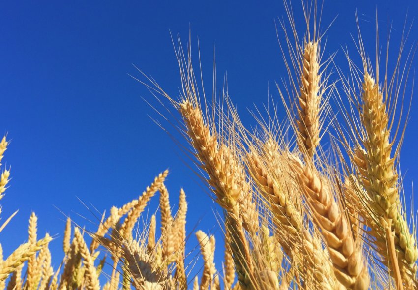В Україні очікується рекордний урожай пшениці