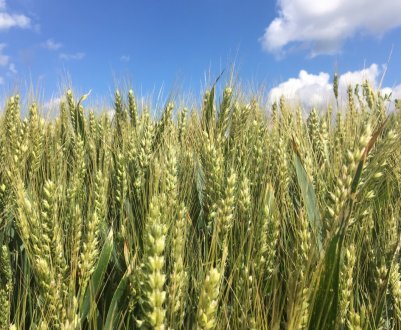 В Україні очікується рекордний урожай пшениці
