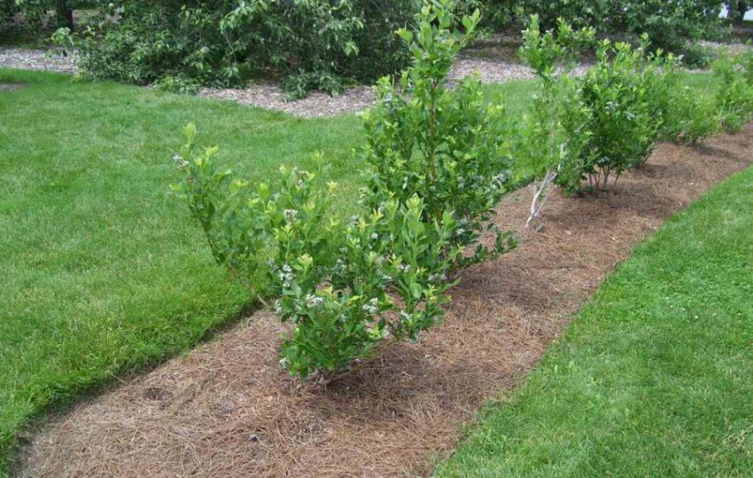 Місце посадки лохини