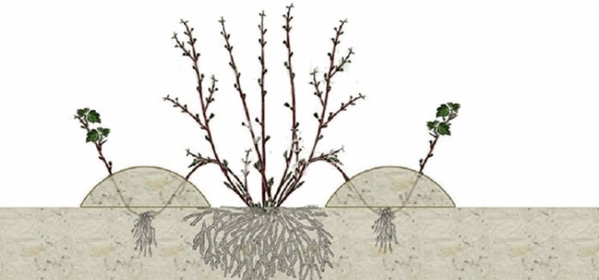 Розмноження калини Бульдонеж відведеннями