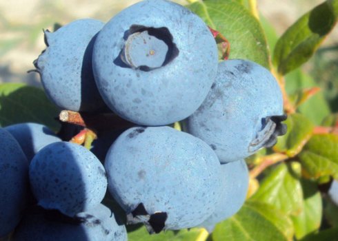 Лохина Герберт: правила вирощування, користь і шкода