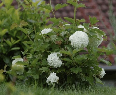 Розмноження калини Бульдонеж