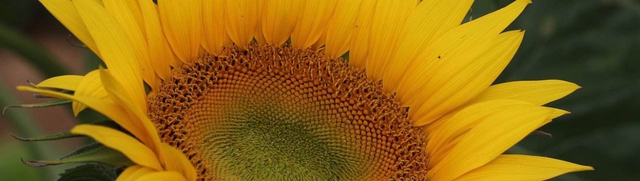 Соняшник Західної України долає рідкісна хвороба