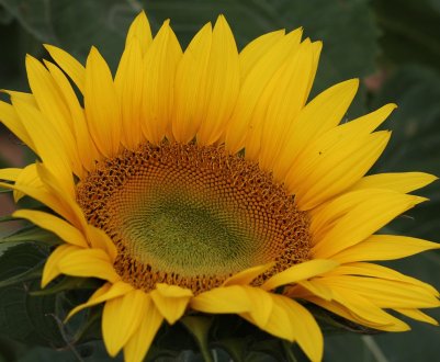 Соняшник Західної України долає рідкісна хвороба