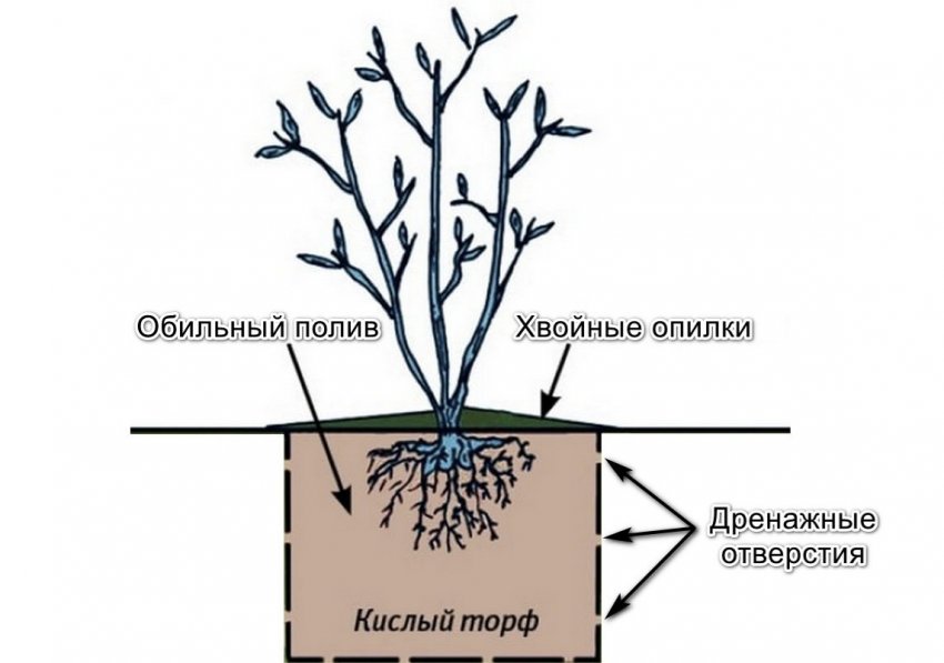 Схема посадки лохини Схема посадки лохини