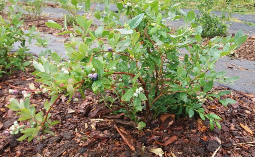 Мульчування куща лохини