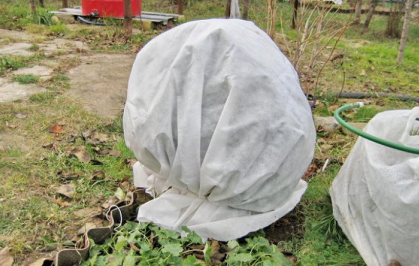 Укриття лохини