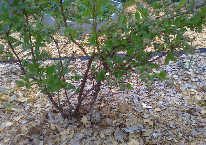 Мульчування лохини